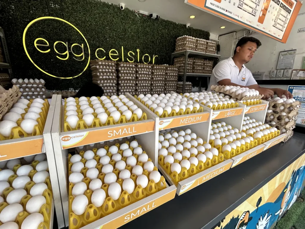필리핀 세부 IMS어학원 주변 상권 에그셀시오 계란 판매대 사이즈 진열